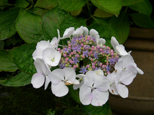 DSCN6798